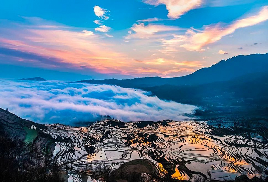 1735218008120962.jpg 《魅力多依树》张雪英 摄.jpg