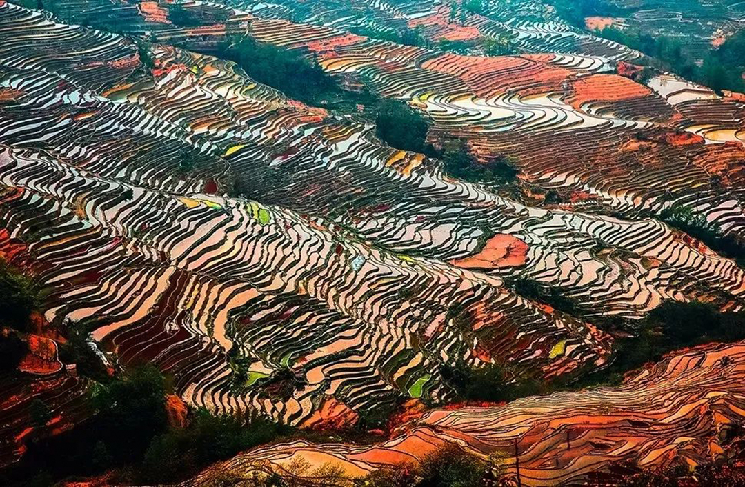1735219226569913.jpg 《多彩梯田坝达》王爱民 摄.jpg