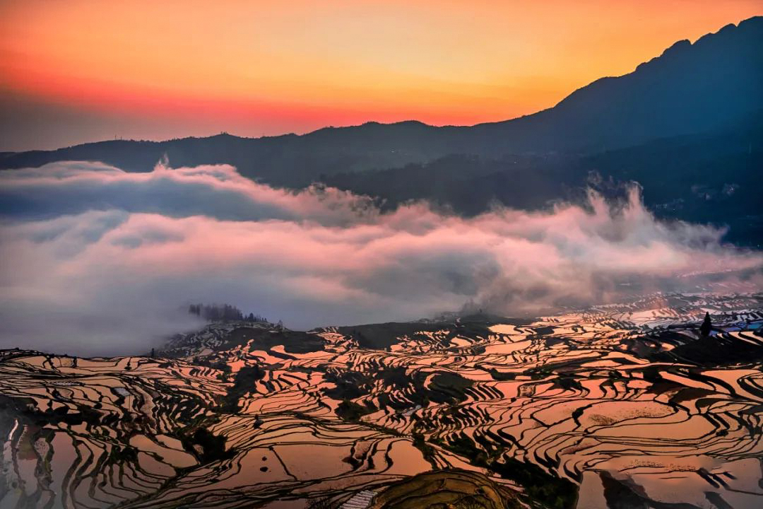 1735219244912900.jpg 《魅力多依树》余振任 摄.jpg